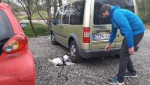 Detección canina en Cantabria