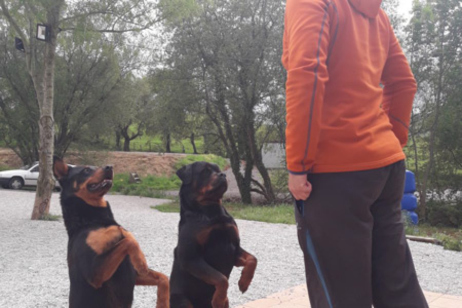 Trucos caninos en Cantabria