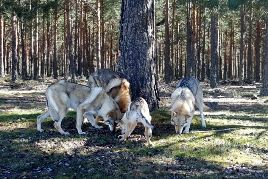 El fascinante comportamiento de los perros salvajes. Explorando su mundo