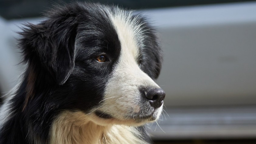 Boyero de Berna cachorro