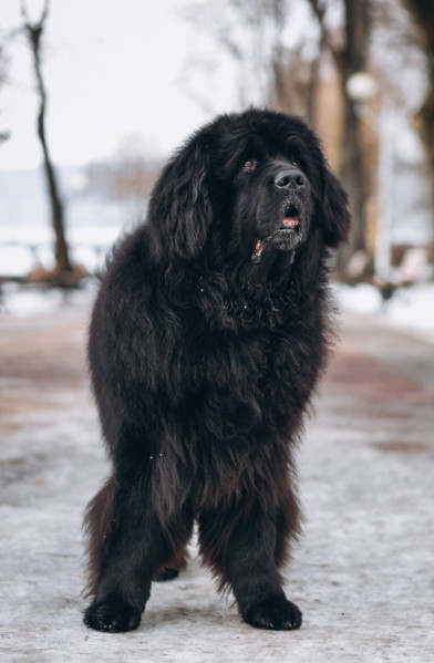 Características del perro boyero de berna