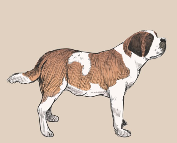 Características del perro san bernardo