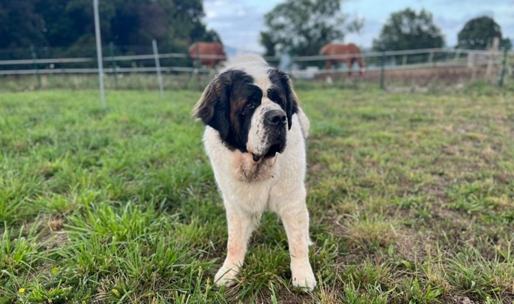 Control del peso de la raza San Bernardo