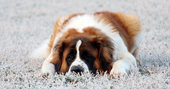 Historia de la raza San Bernardo