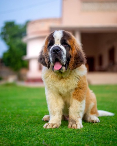 Nutrición del perro San Bernardo