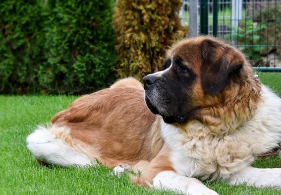 Rasgos físicos del perro San Bernardo
