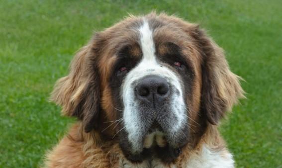 Vitaminas para el perro san bernardo