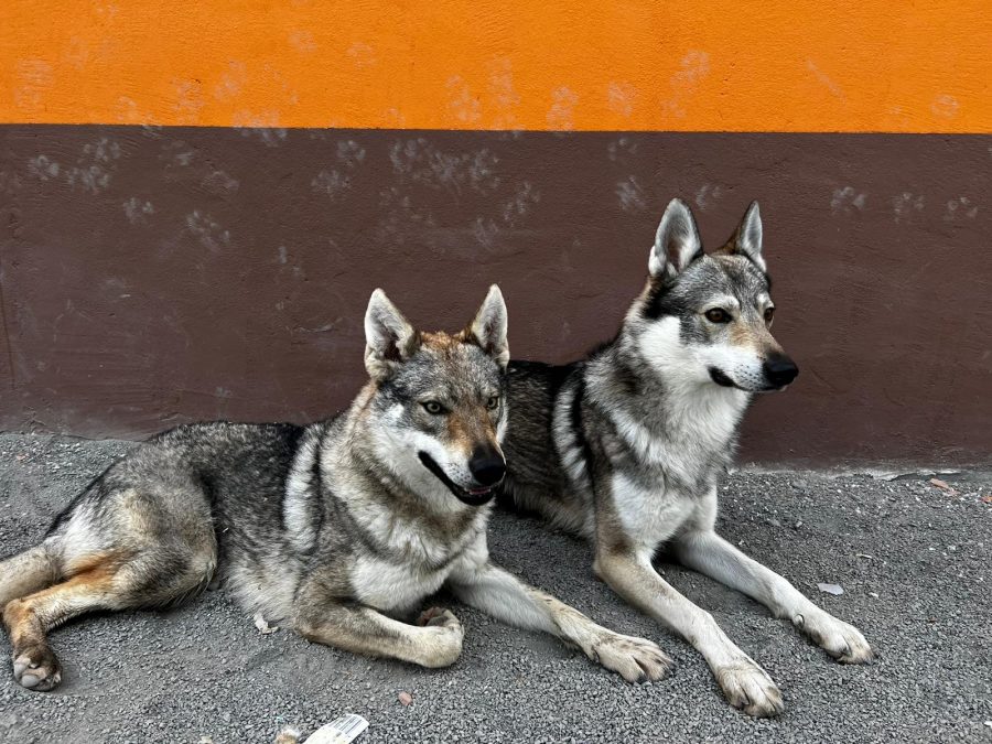 perros lobo checoslovaco