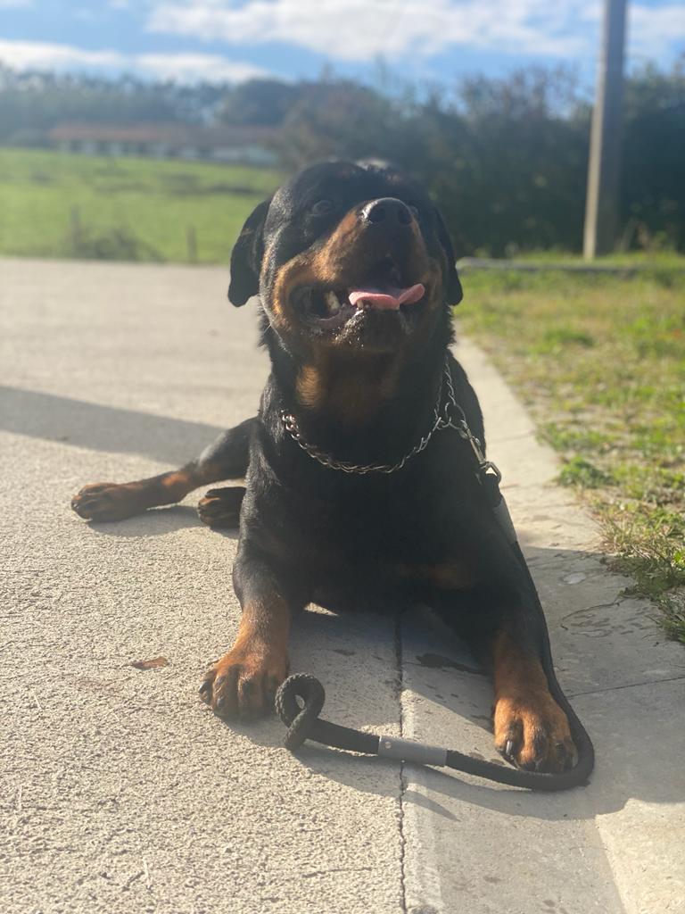 El Rottweiler. Origen, características y nutrición