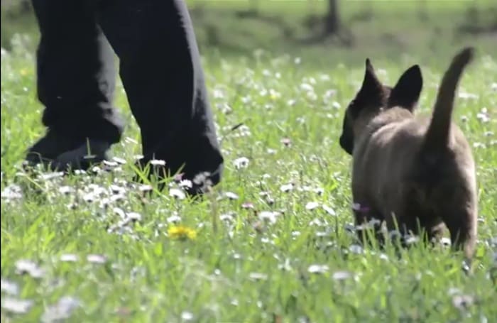 Adiestramiento del caniche Akindi