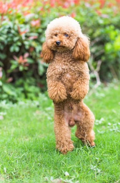 Cuidados del pelaje en perros caniche