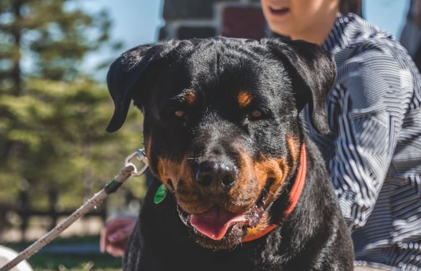 Ejercicios físicos para el rottweiler