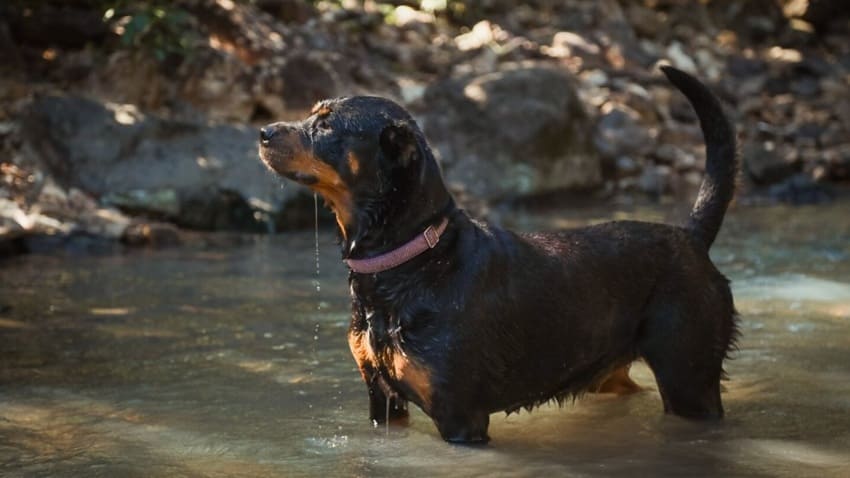 Inteligencia de la raza rottweiler