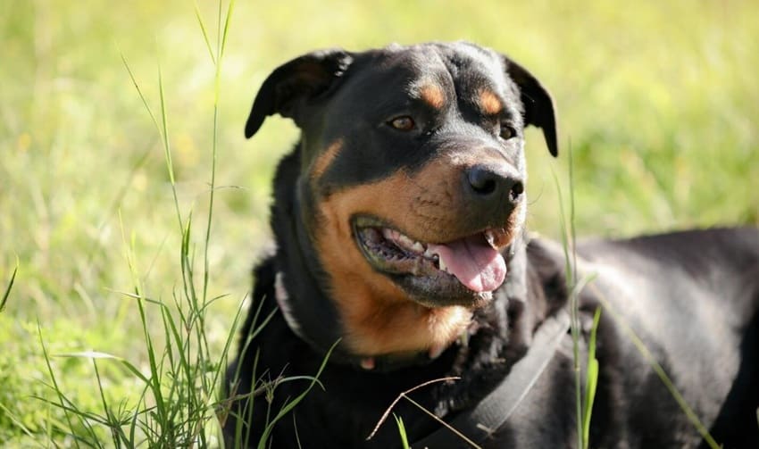 Salud del perro rottweiler