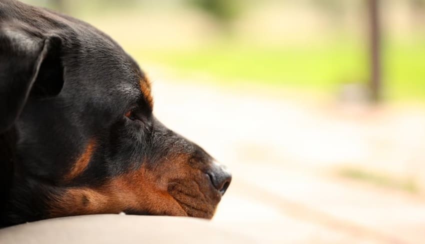 Temperamento del rottweiler