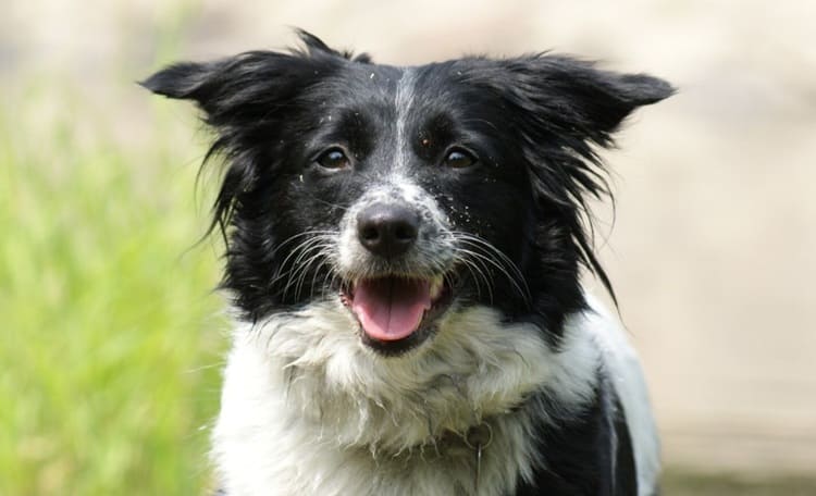 border collie y estereotipia en perros