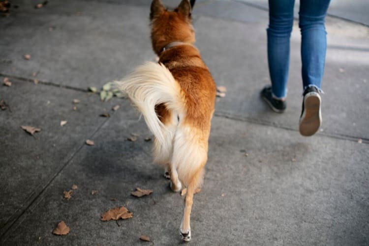 estereotipia en los perros