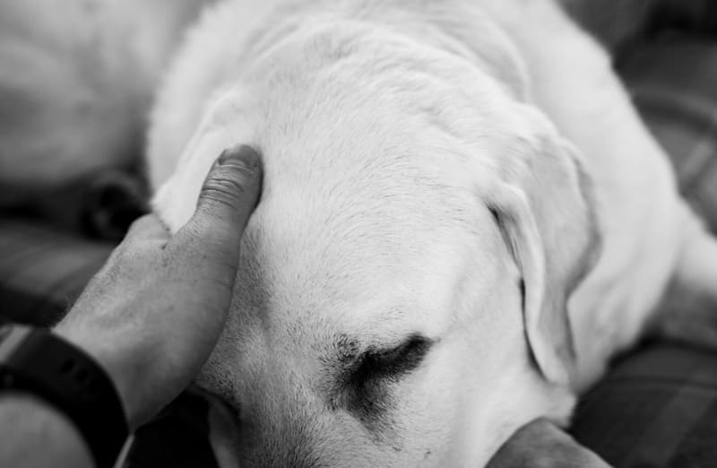 Ansiedad canina, conócela