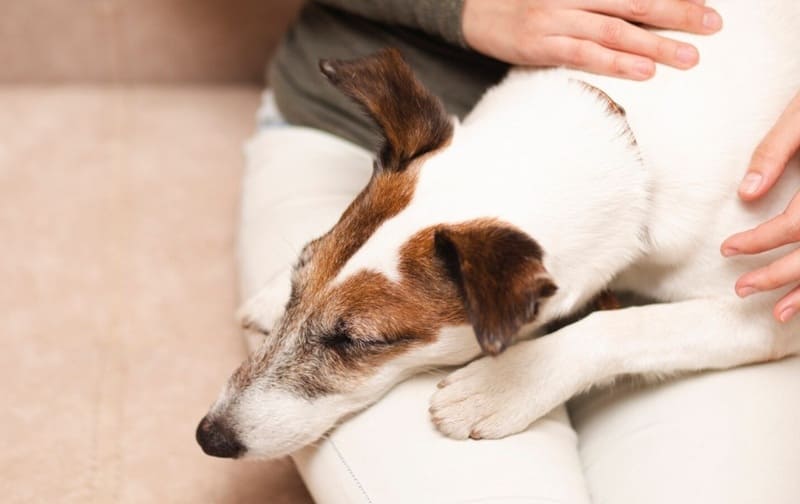 Tipos de ansiedad canina