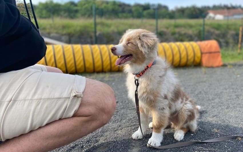 Cambios físicos y cognitivos en perros mayores