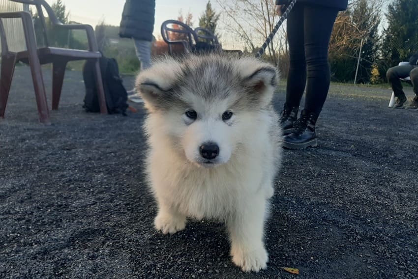 Causas por las que un perro tira de la correa