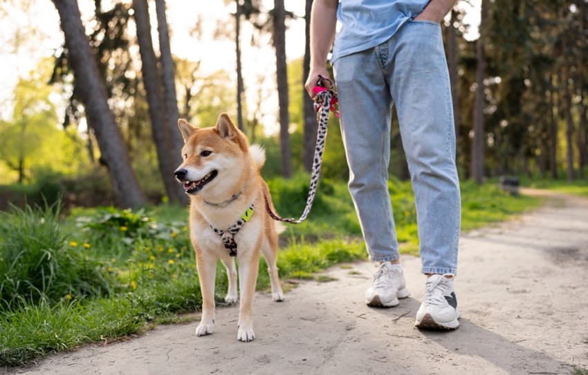 Consecuencias físicas y emocionales de paseos tensos perros