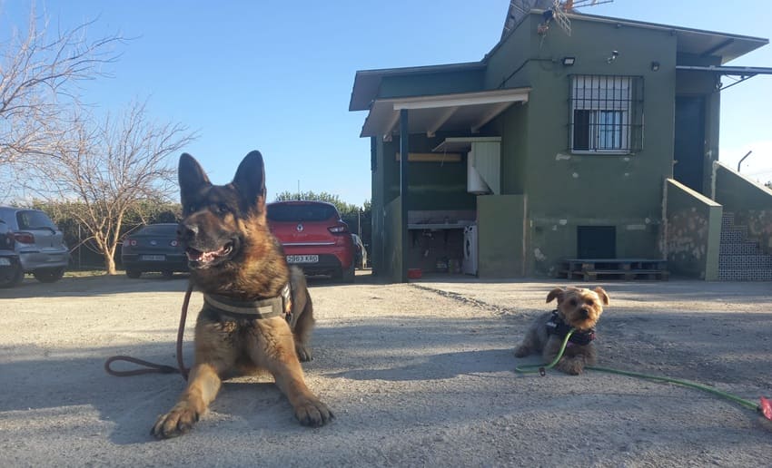 Adiestramiento canino con correa en Akindi