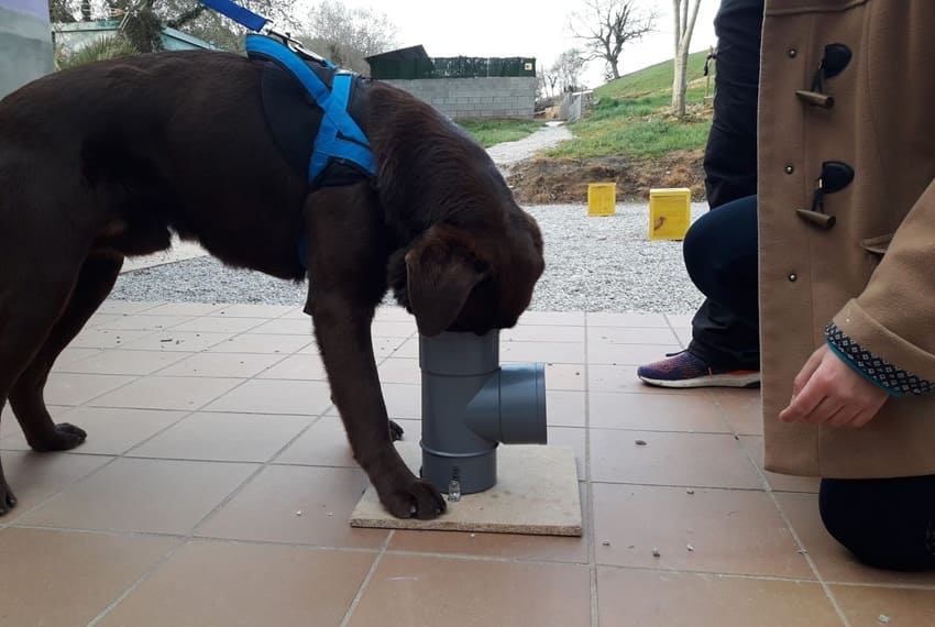 Juegos de olfato para perros