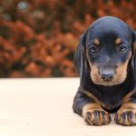 Etapas de desarrollo del cachorro