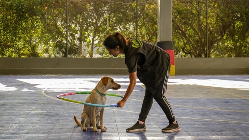 Adiestramiento para perros con Akindi