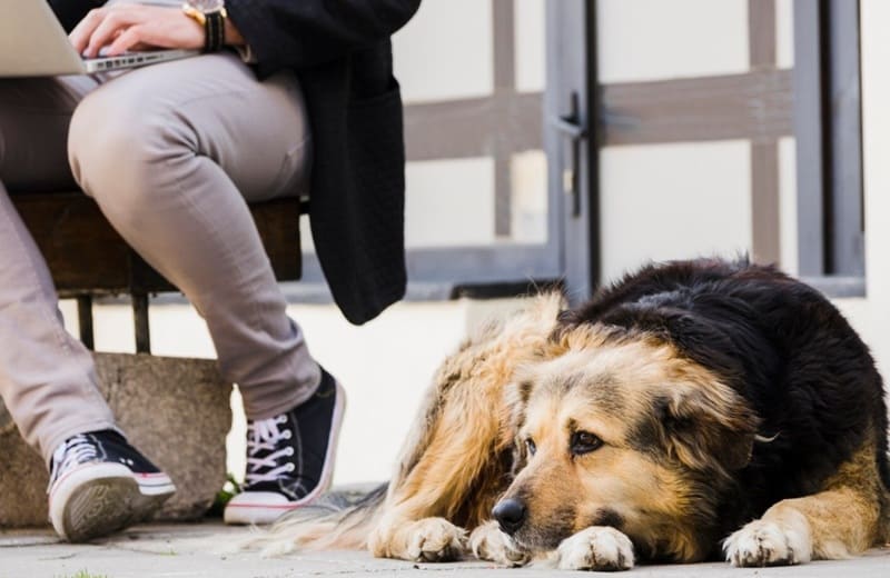 Factores que influyen en la ansiedad en los perros por separación
