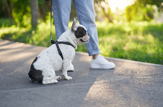 Comportamiento del perro en hoteles caninos