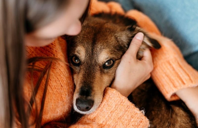 Cómo prevenir la ansiedad en perros