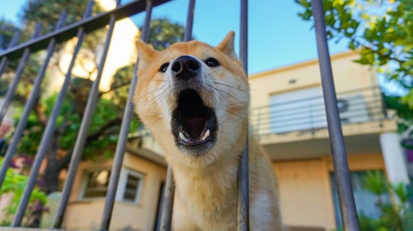 Reactividad por frustración en los perros