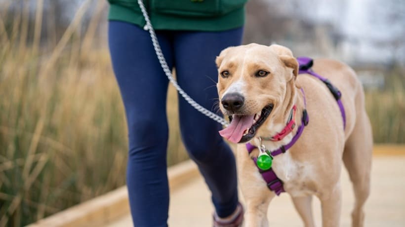 Rutina de ejercicios físicos en perros reactivos