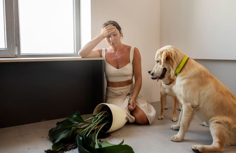 Señales de ansiedad por separación en perros