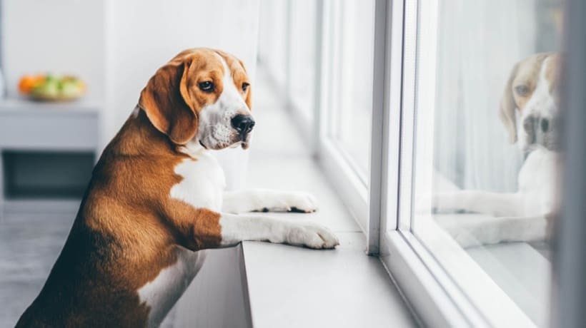 Tipos de reactividad en perros