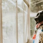 actividades para hacer en casa cuando llueve