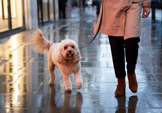 Cómo estimular al perro en casa