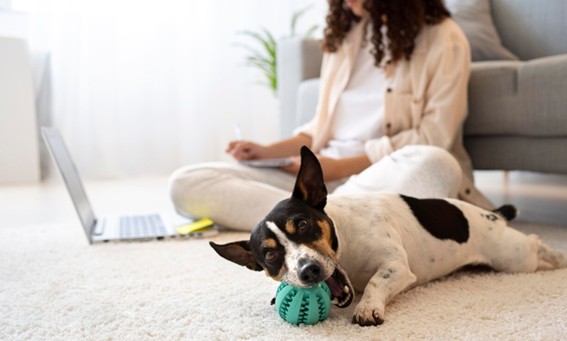Entrenamiento con señales visuales a un perro