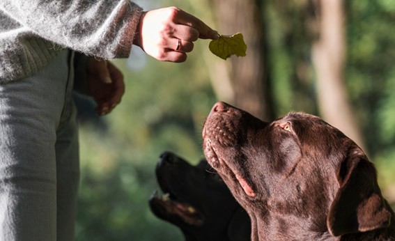 estimulación mental del perro