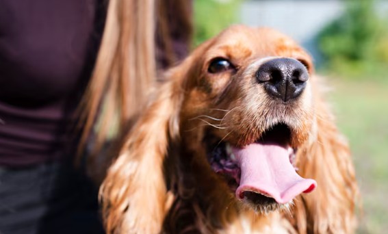 El olfato del perro como herramienta educativa