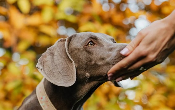 preguntas sobre el olfato de los perros