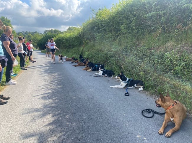 Adiestramiento canino en Bizkaia de Akindi