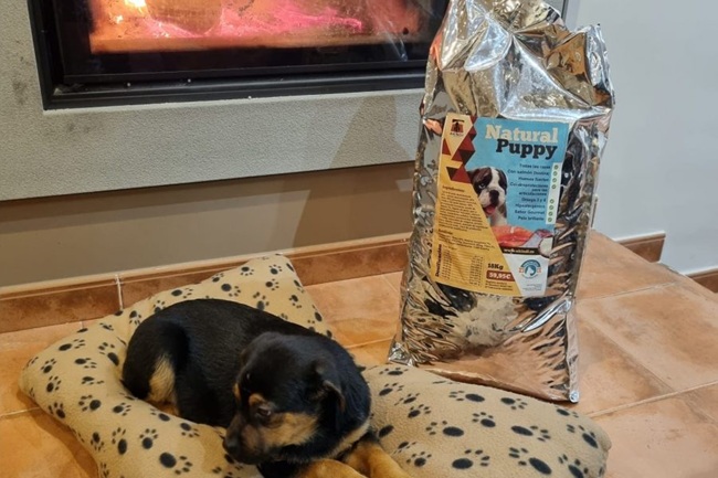 Alimentación y raciones de pienso para perros con obesidad