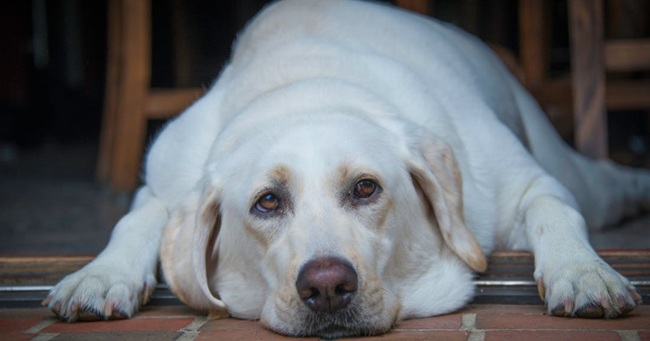 Consecuencias para la salud en perros gordos