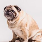 Obesidad en perros