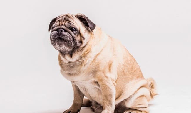 Obesidad en perros