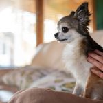 Primer perro en casa