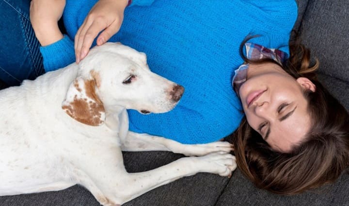 Cómo actuar desde el adiestramiento respetuoso